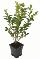 Aligustre planta  140726 (R)6